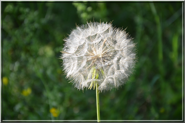 Salsifis des prés Tragopogon pratensis 3.JPG